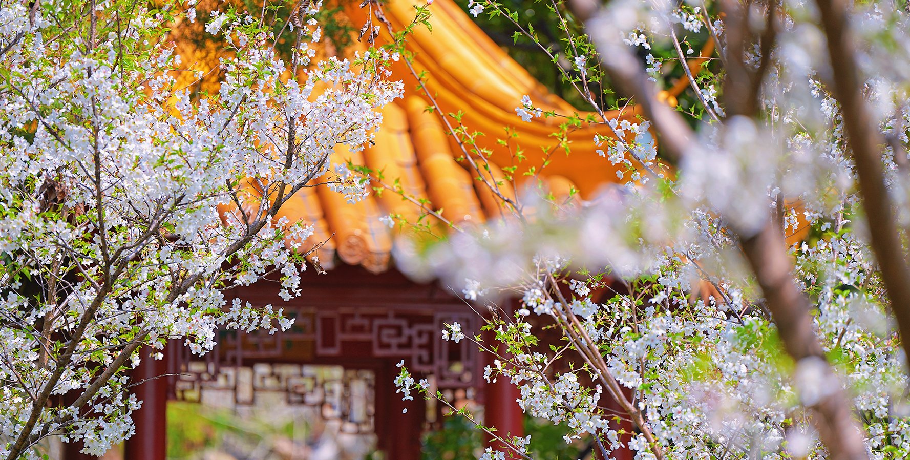 媒体看师大SHNU In The M